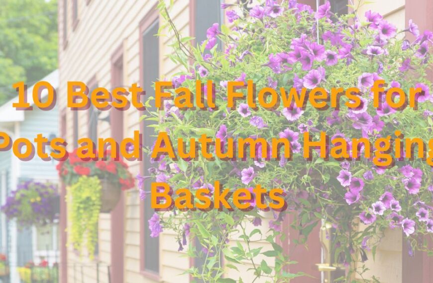 10 Best Fall Flowers for Pots and Autumn Hanging Baskets