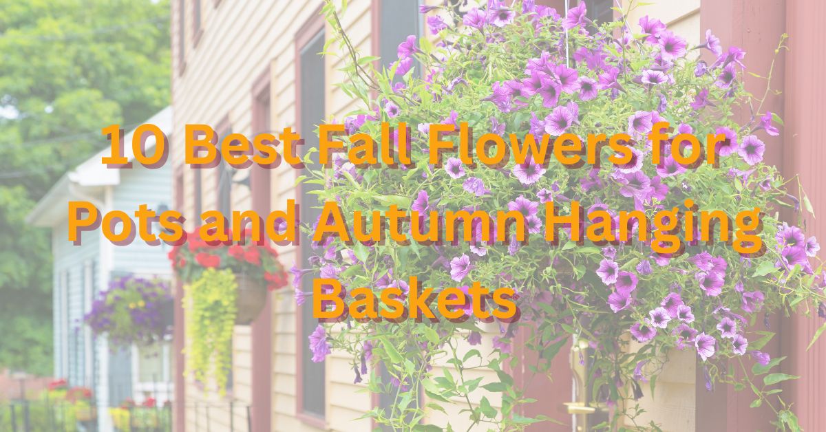 10 Best Fall Flowers for Pots and Autumn Hanging Baskets