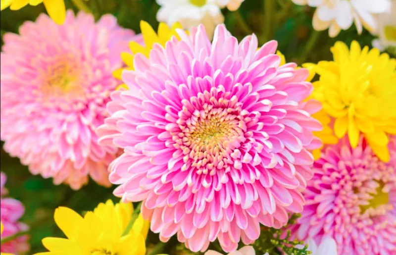 Chrysanthemums