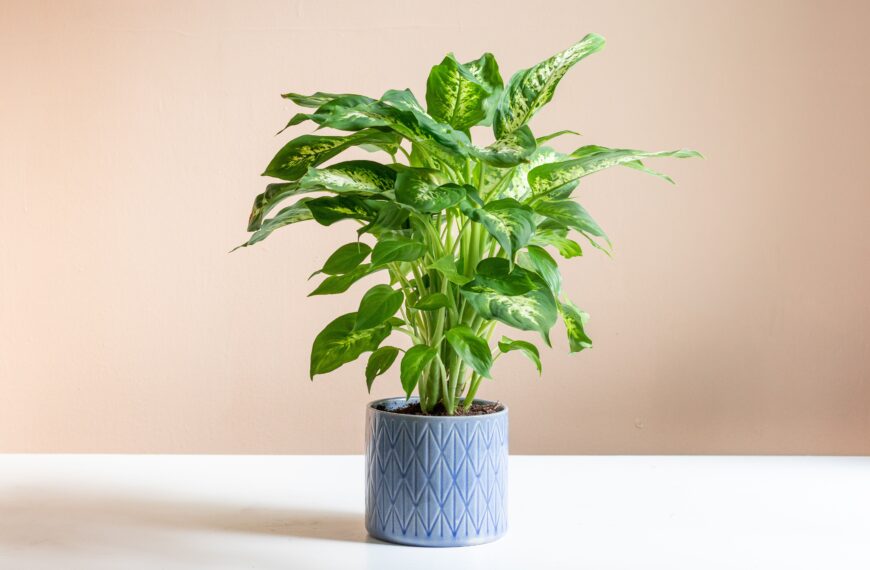 Dieffenbachia